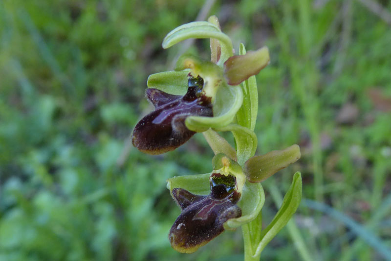 Ophrys sphegodes subsp.classica